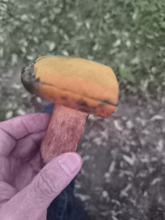 Гриб из Berlin