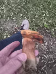 Гриб из Berlin