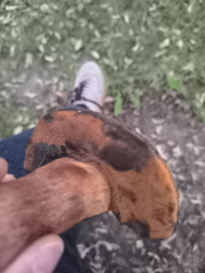 Гриб из Berlin