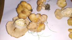 Гриб из Заславль