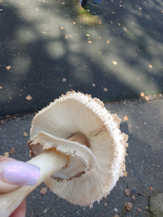 Гриб из Омск