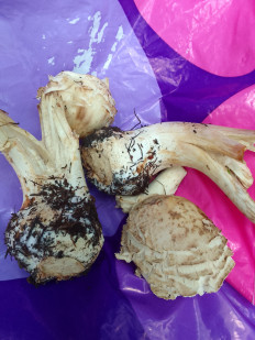 Гриб из Омск