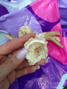 Гриб из Омск