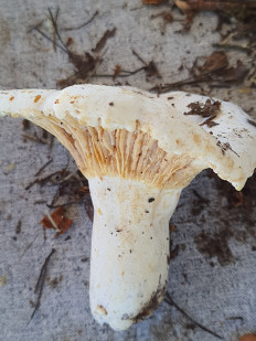 Гриб из Киржач