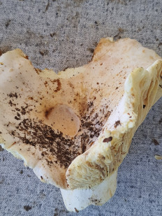 Гриб из Киржач