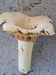 Гриб из Киржач