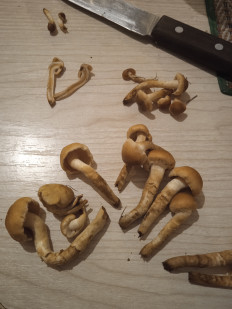 Гриб из Иркутск