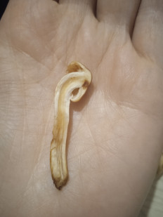 Гриб из Иркутск