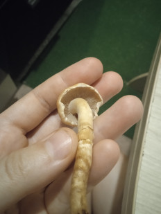 Гриб из Иркутск