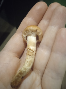 Гриб из Иркутск