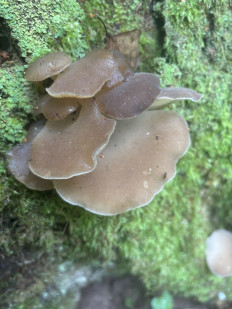 Pseudohydnum gelatinosum - Псевдоежовик студенистый (Ложноежовик)