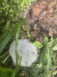 Pseudohydnum gelatinosum - Псевдоежовик студенистый (Ложноежовик)