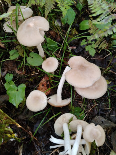 Гриб из южно сахалинск