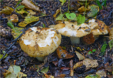 Russula grata - Сыроежка миндальная