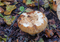 Russula grata - Сыроежка миндальная