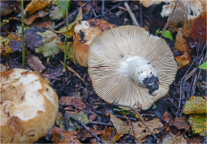Russula grata - Сыроежка миндальная