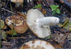 Russula grata - Сыроежка миндальная