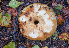 Russula grata - Сыроежка миндальная