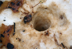 Russula grata - Сыроежка миндальная