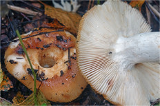 Russula grata - Сыроежка миндальная