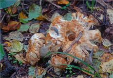Russula grata - Сыроежка миндальная
