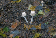 Гриб из Москва