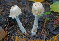 Гриб из Москва