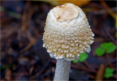 Гриб из Москва