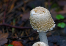 Гриб из Москва