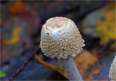 Гриб из Москва