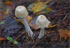 Гриб из Москва