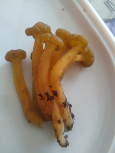 Гриб из Конаково