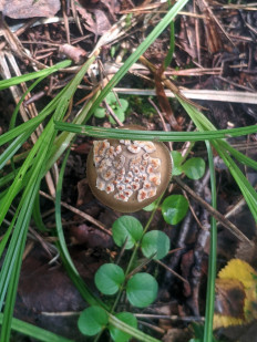 Гриб из Высокиничи