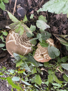 Гриб из Москва