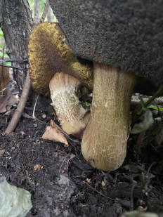 Гриб из Москва