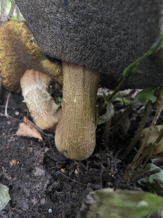 Гриб из Москва