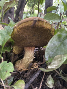 Гриб из Москва