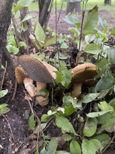 Гриб из Москва