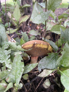 Гриб из Москва