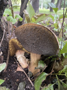 Гриб из Москва