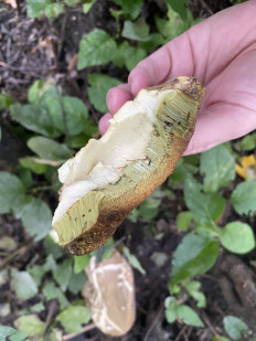 Гриб из Москва