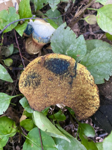 Гриб из Москва