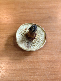 Гриб из Касимов