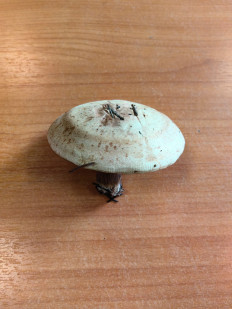 Гриб из Касимов