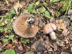 Гриб из Борисов