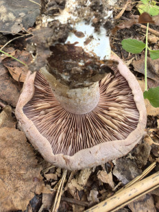 Гриб из Борисов