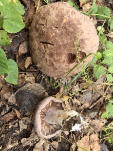 Гриб из Борисов