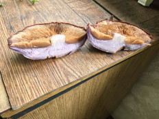 Гриб из Борисов