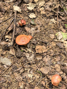 Гриб из Борисов