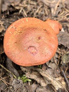 Гриб из Борисов